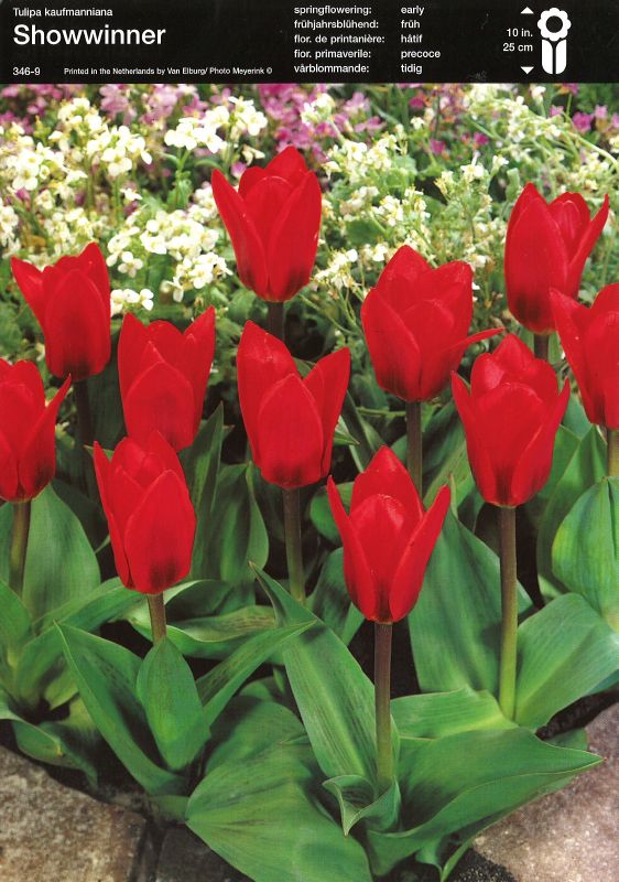 Tulpe Kaufmanniana "Showwinner" (Größe 11/12)
