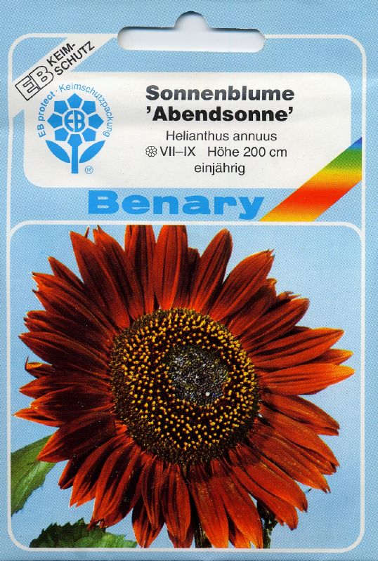 Helianthus annuus Abendsonne