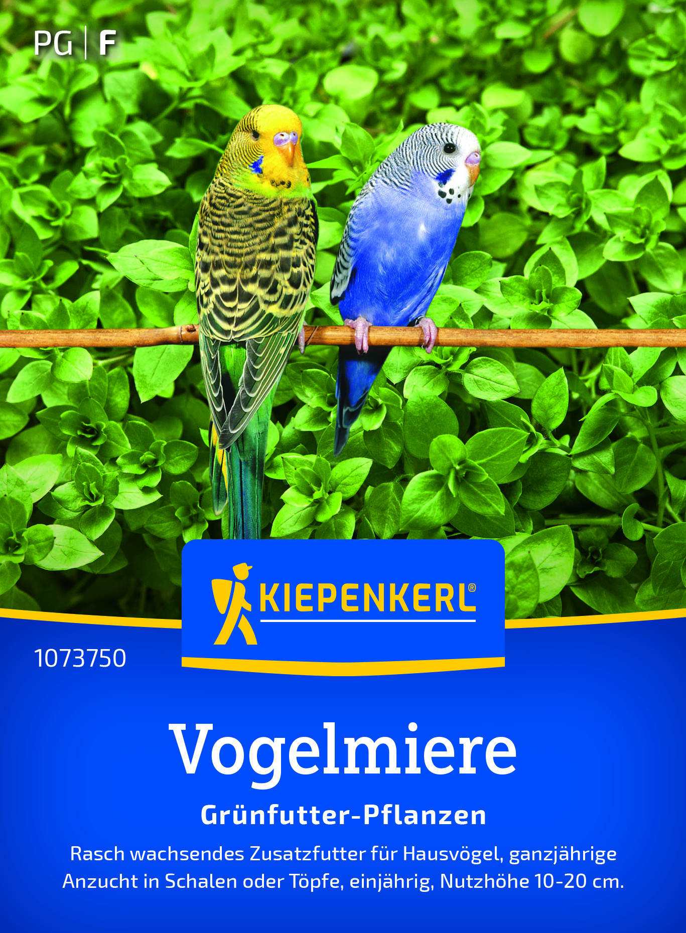 Vogelmiere, Sternmiere