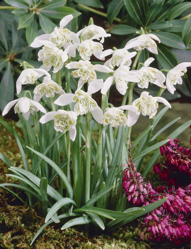 Galanthus nivalis gefüllt 5/6