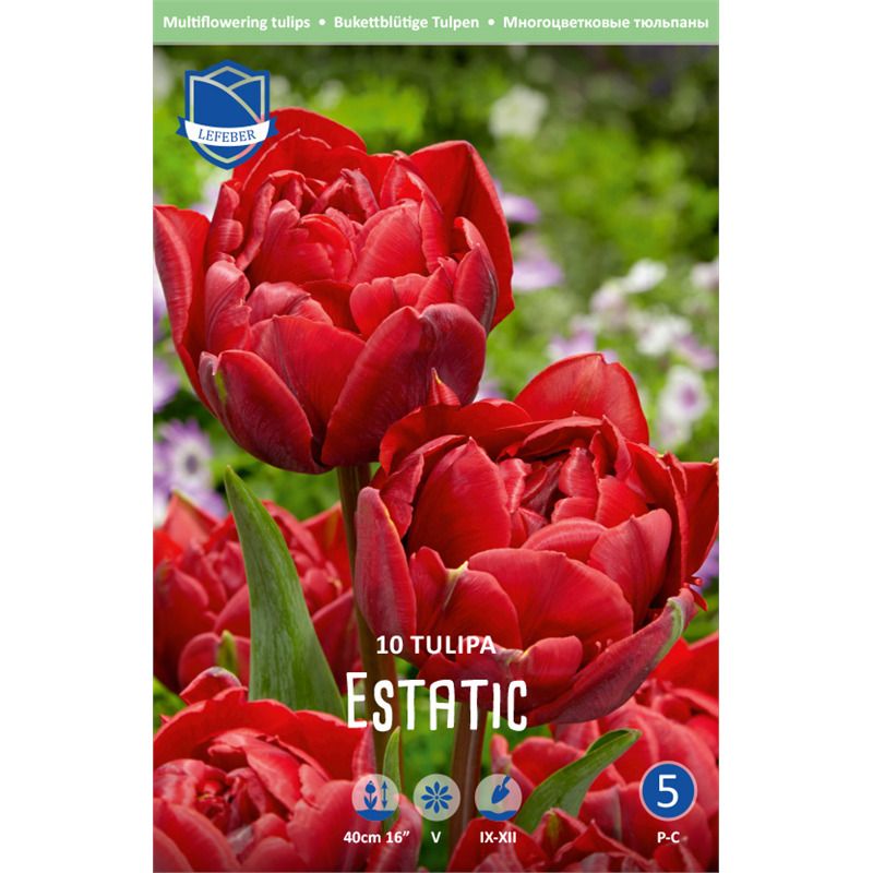 Tulpe  mehrbl. gef. Estatic 12/14