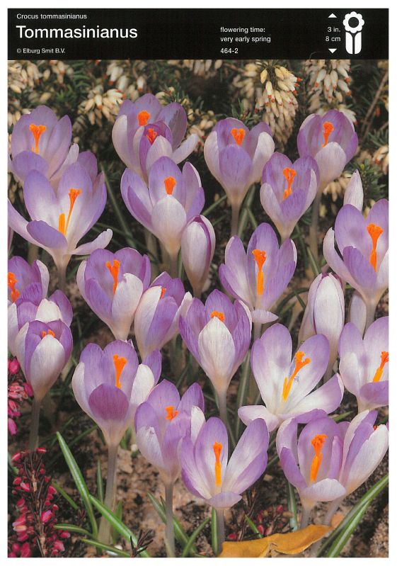 Krokus tommasinianus 5/+