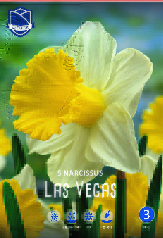Narzisse Las Vegas 14/16