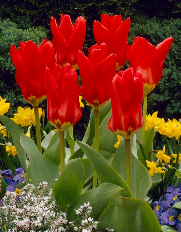 Tulpe Fosteriana "Roter Kaiser / Madame Lefeber"  - Produktbild 1