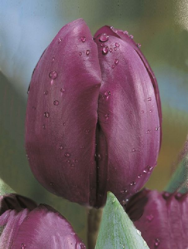 Triumph Tulpe Purple Flag