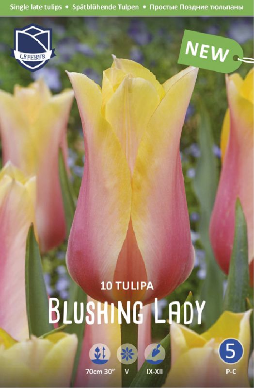 Tulpe Späte "Blushing Lady" (Größe 12/+)