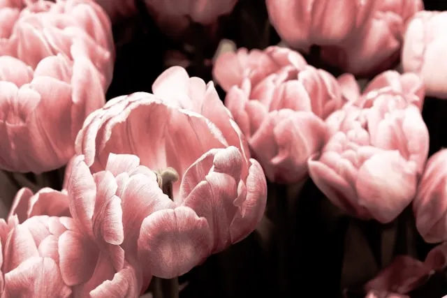 Gefüllte Späte Tulpen in unterschiedlichen Farben und Farbkombinationen