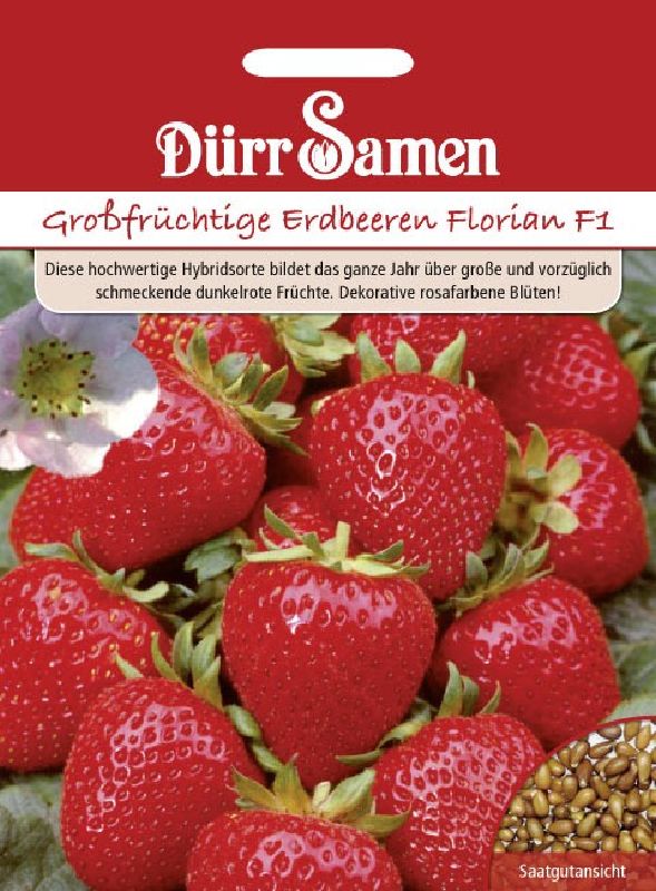 Erdbeere Florian F1
