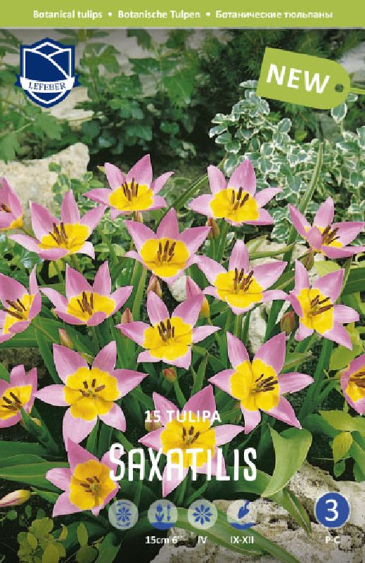 Tulpe Wild. Saxatilis
