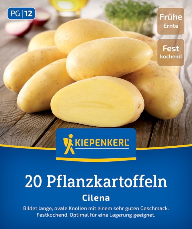 Pflanzkartoffel Cilena - Produktbild 1