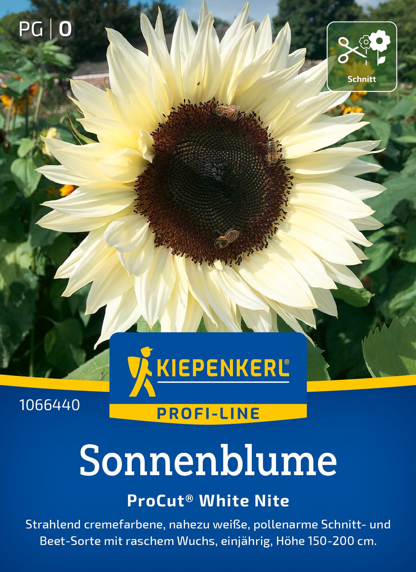Helianthus annuus ProCut White Nite F1