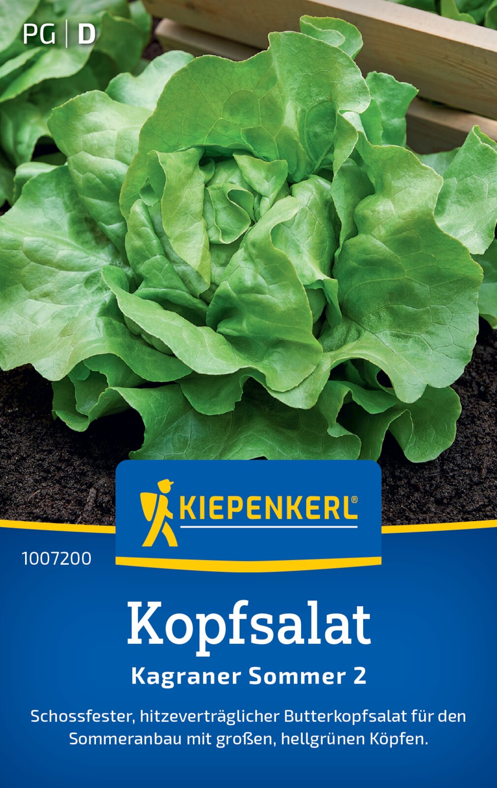 Kopfsalat Kagraner Sommer