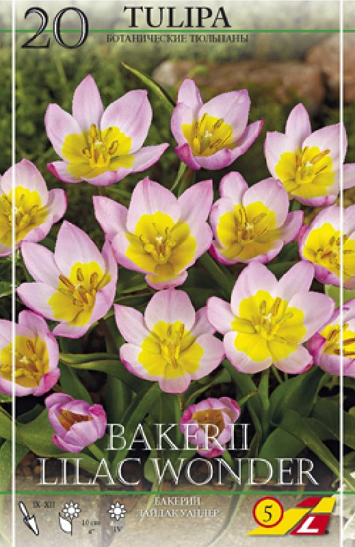 Felsen-Tulpe "Lilac Wonder" (Größe 6/+) - Produktbild 1