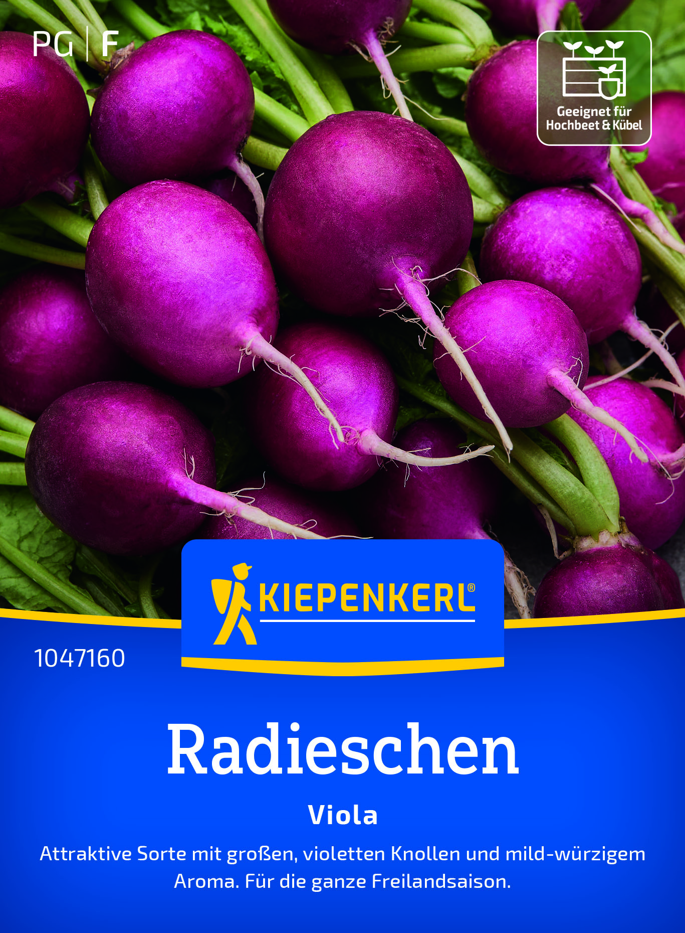 Radies Viola, violett