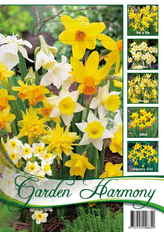 Narzissen botanisch Garden Harmony 8/10