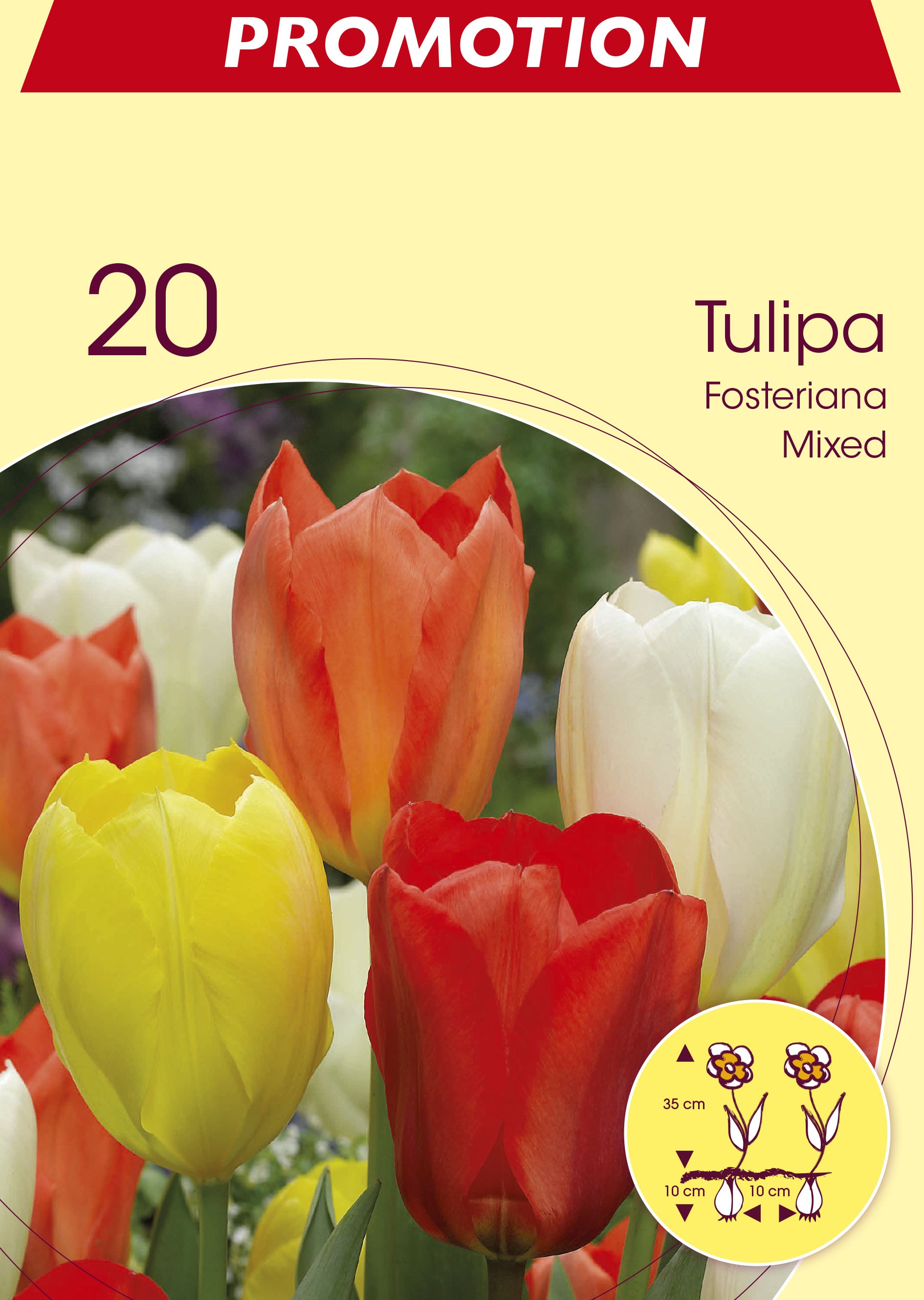 Tulpe Fosteriana "Kaiserparade" (Größe 10/11)