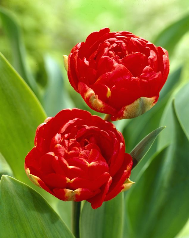 Tulpe gefüllte späte Miranda 12/+