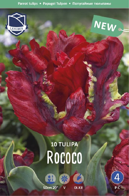 Tulpe Papagei Rococo 11/12