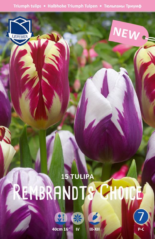 Tulpen Rembrandt's Choice 11/12