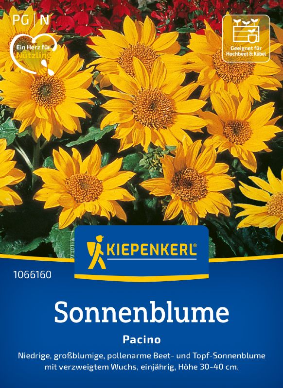 Helianthus annuus Pacino