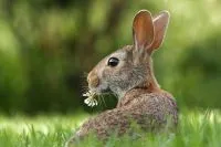 Kaninchen sitzt im Gras und frisst frisches Grün