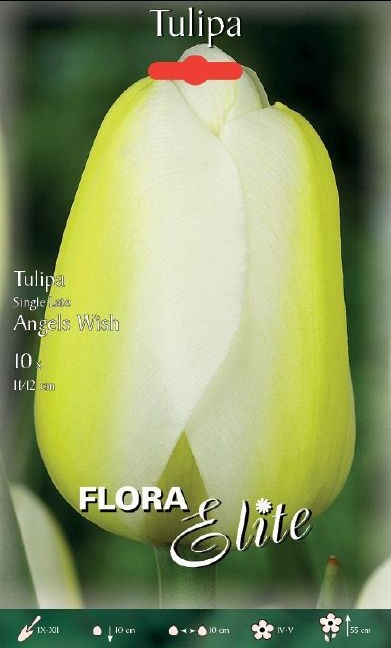 Tulpe späte Angels Wish 11/+