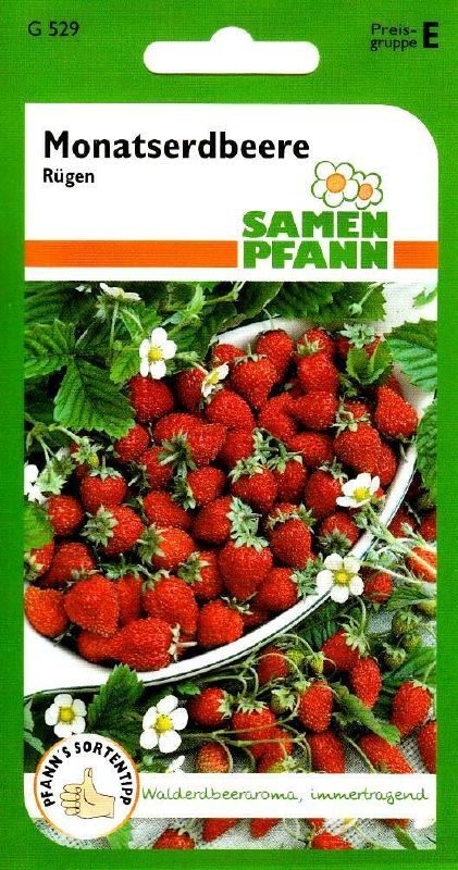Erdbeere Monatserdbeere Rügen