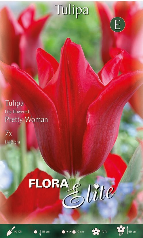Tulpe lilienblütige Pretty Woman