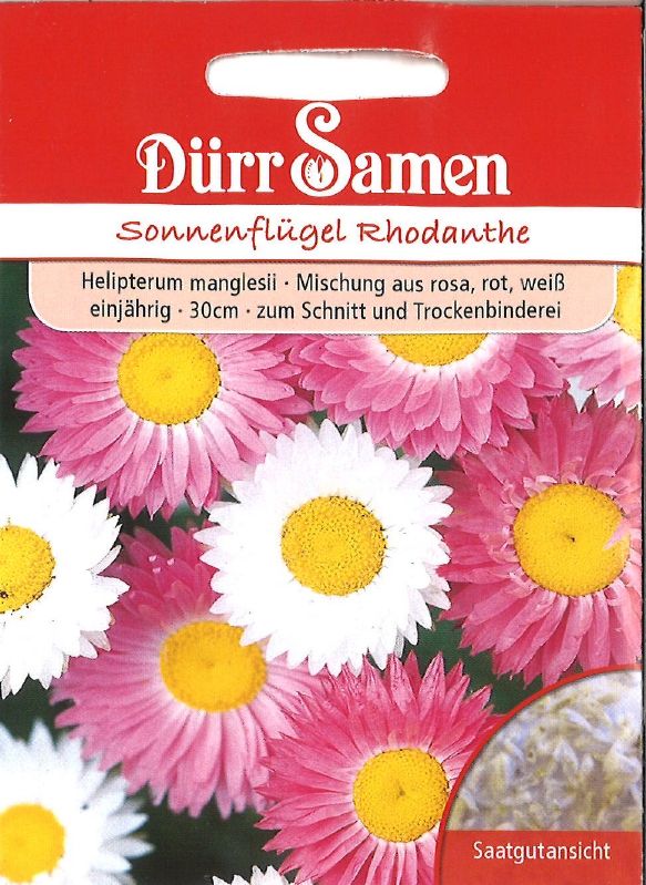 Helipterum manglesii