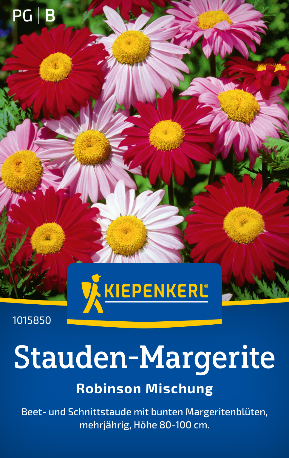 Chrysanthemum cocc.bunte Margerite - Produktbild 1