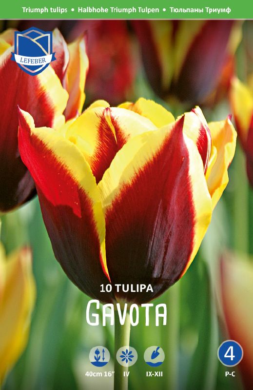 Tulpe Triumph Gavota,Gr.12+