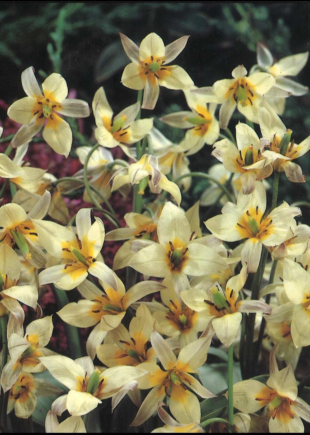 Tulpe Wild Turkistanica
