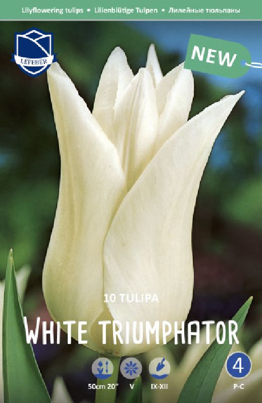 Tulpe Lilienblütig White Triumphator 11/12