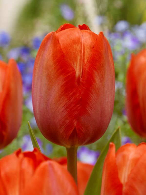 Tulpe Darwin Orange van Eijk