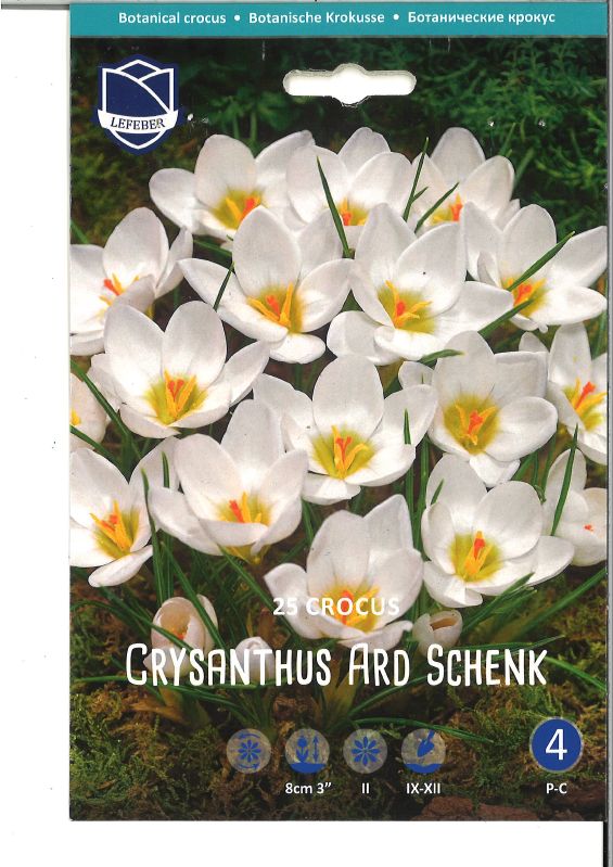 Krokus botanisch  Ard Schenk