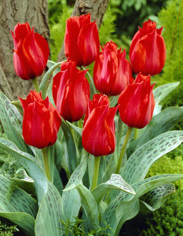 Tulpe greigii Julius Caesar