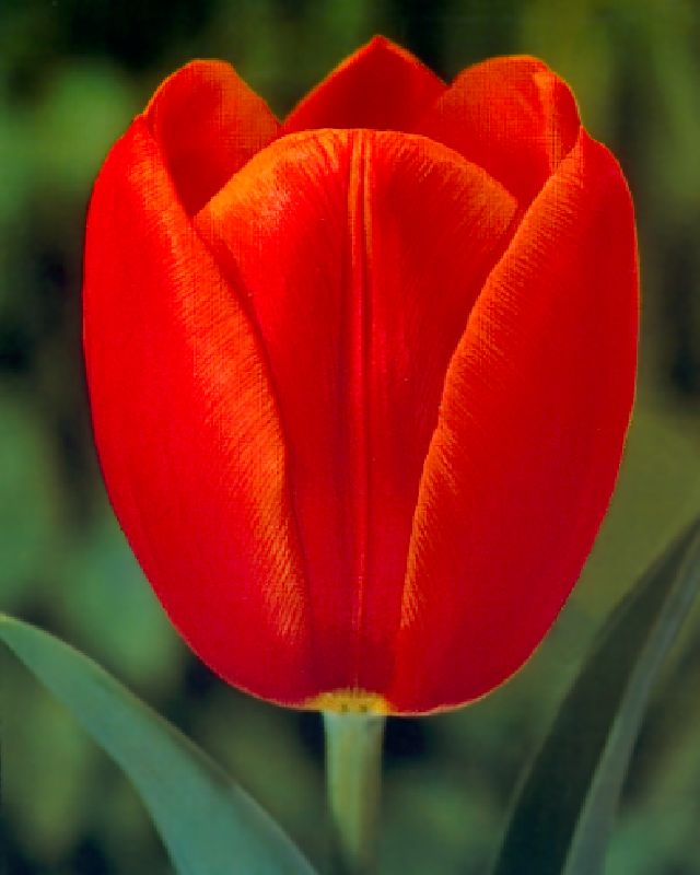 Tulpe Triumph Orange Cassini