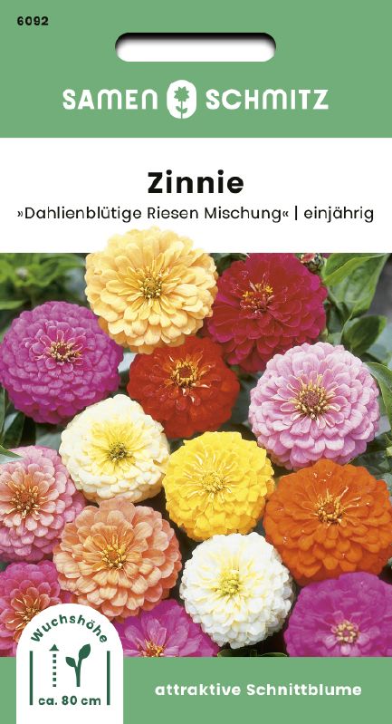 Zinnia, Dahlienblütige Riesen Mischung