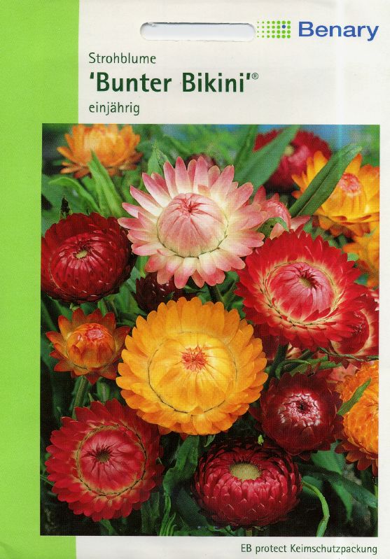 Strohblume Bikini