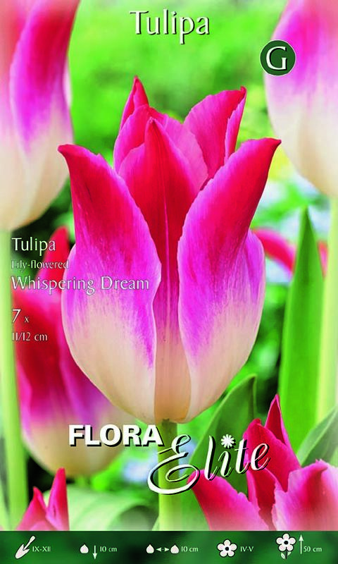 Triumph-Tulpe ‘Whispering Dream'