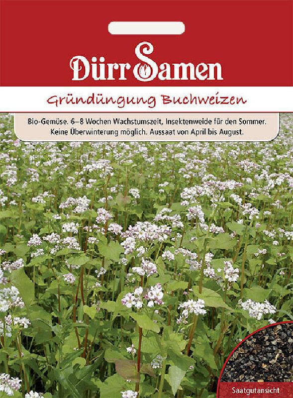 Gründüngung Buchweizen Fagopyrum escul.