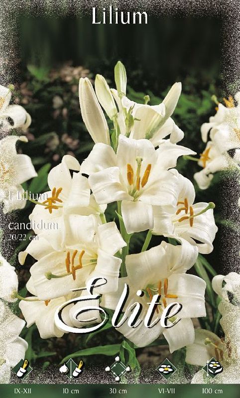 Lilium candidum 20/22