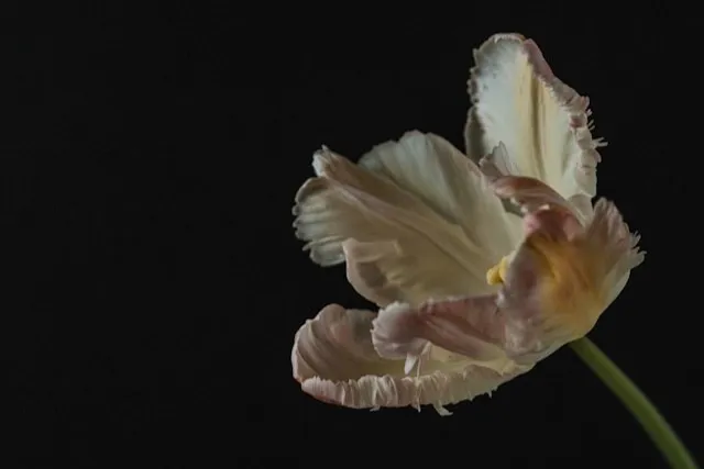 Papageien-Tulpe mit stark gewellten und gefiedert wirkenden Blütenblättern