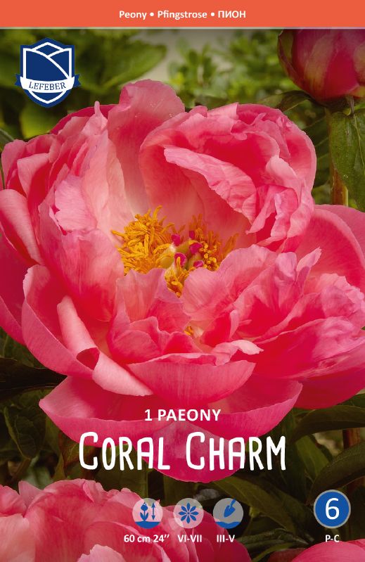 Pfingstrose - Paeonia "Coral Charm"