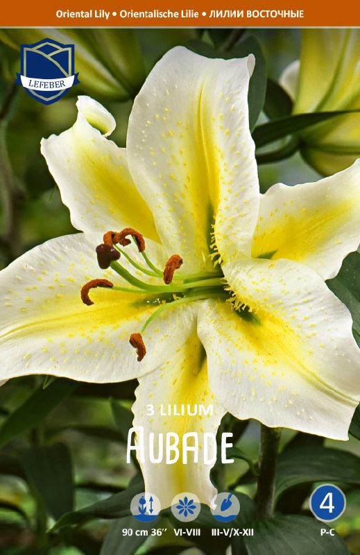 Lilie orient. Aubade 16 /18