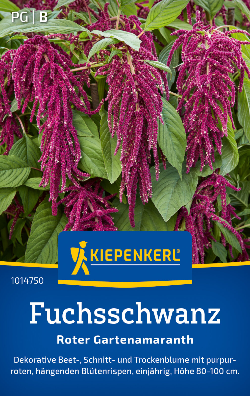 Amaranthus Fuchsschwanz