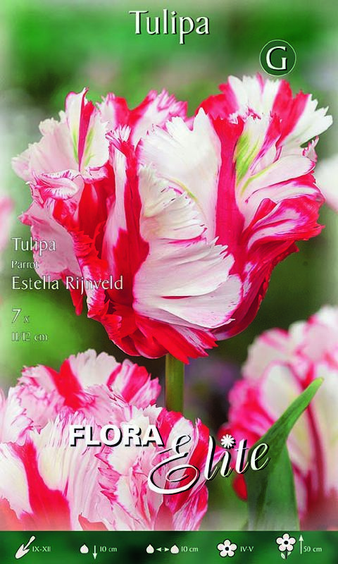 Papageien Tulpe Estella Rijnveld