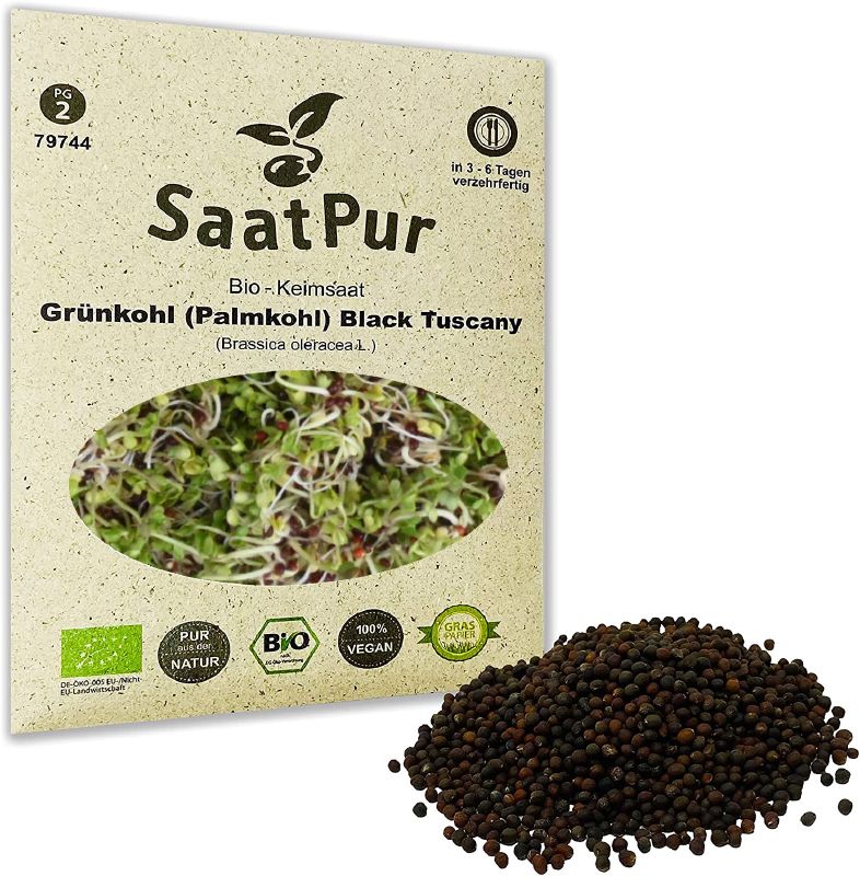 Keimsprossen Palmkohl Black Tuscany - Produktbild 3
