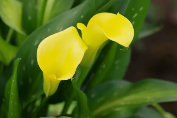 Calla kombiniert mit anderen farbenstarken Sommerblühern