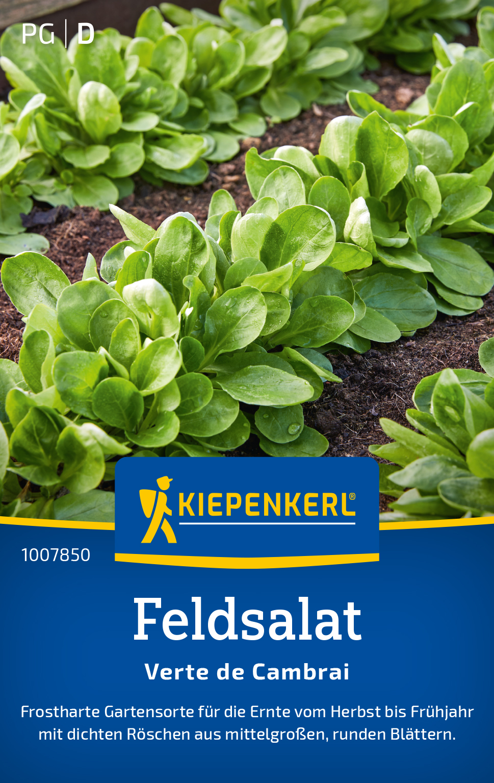 Feldsalat, Verte de Cambrai/Polar